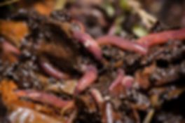 eisenia-vers-de-compost.jpeg